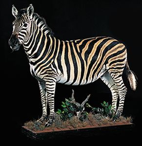 Zebra stepná Equus burchellii