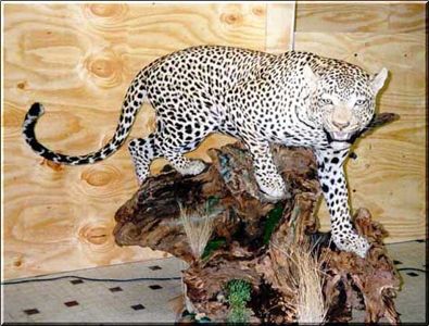 Leopard škvrnitý Panthera pardalis