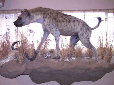 Hyena škvrnitá Crocuta crocuta