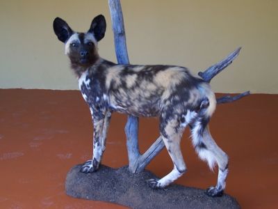 Pes hyenovitý Lycaon pictus