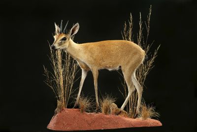 Antilopka trávna Raphicerus campestris