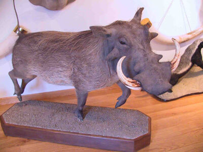 Prasa bradavičnaté Phacochoerus aethiopicus