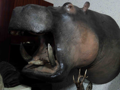 Hroch obojživelný Hippopotamus amphibius