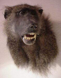 Pavián anubi Papio anubis