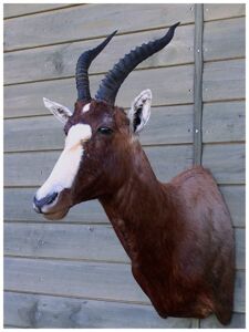 Byvolec bieločelý Damaliscus dorcas