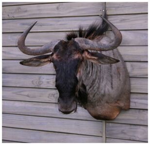 Pakôň modrý Connochaetes taurinus