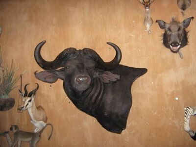 Byvol kaferský Syncerus caffer