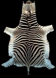 Zebra stepná Equus burchellii