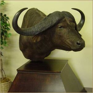 Byvol kaferský Syncerus caffer