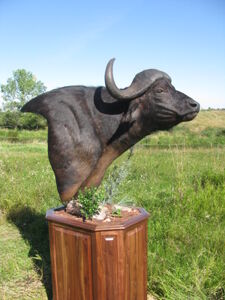 Byvol kaferský Syncerus caffer