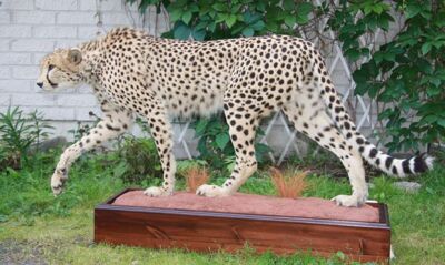 Gepard štíhly Acinonyx jubatus