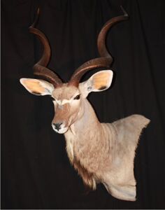 Kudu veľký Tragelaphus strepsiceros