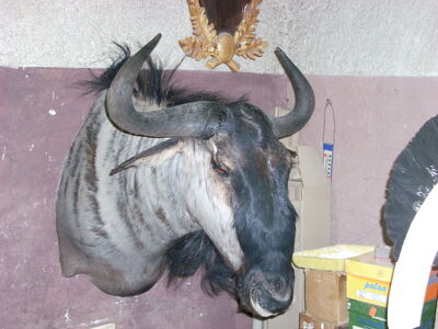 Pakôň modrý Connochaetes tourinus