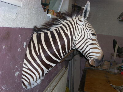 Zebra horská Equus hartmannae