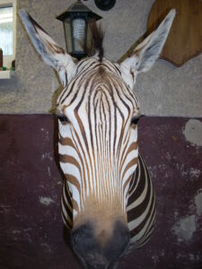 Zebra horská Equus hartmannae