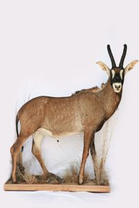 Antilopa konská Hiippotragus equinus