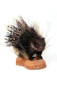 Dikobraz juhoafrický Histrix africaeaustralis