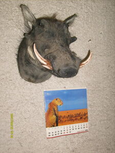 Prasa bradavičnaté Phacochoerusaethiopicus