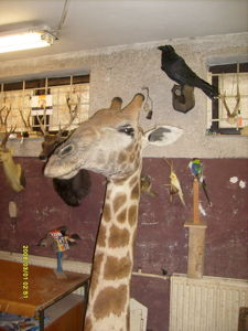 Žirafa sieťovaná Giraffa cameopardalis