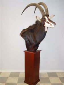 Antilopa vraná Hippotragus niger