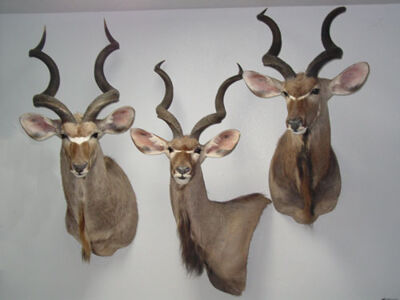 Kudu veľký Tragelaphus strepsiceros