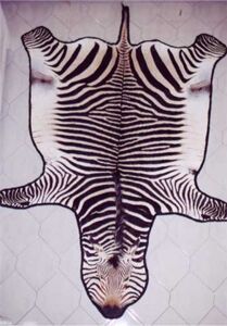 Zebra stepná Equus burchellii