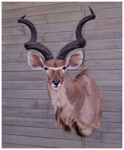 Kudu veľký Tragelaphus strepsiceros