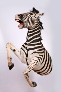 Zabra stepná Equus burchellii