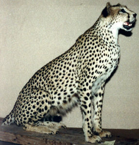 Gepard štíhly Acinonyx jubatus