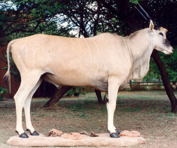Antilopa losia Taurotragus oryx