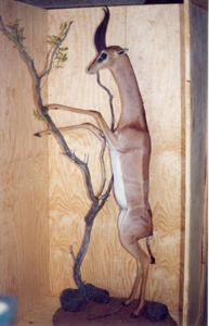 Antilopa žirafia, gerenuk Litocranius walleri