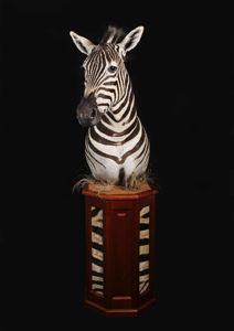 Zebra horská Equus hartmannae