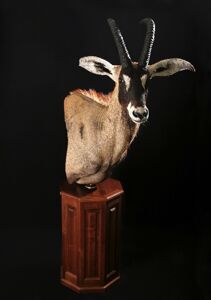 Antilopa konská Hippotragus equinus