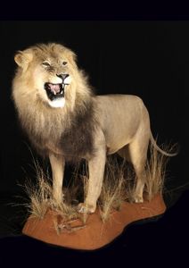 Lev púšťový Panthera leo