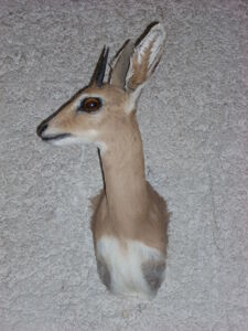 Antilopka trávna Raphicerus campestris