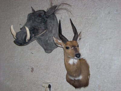 Lesoň pestrý Tragelaphus scriptus