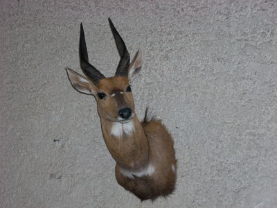 Lesoň pestrý, Kudu malý, Kudu krovinný  Tragelaphus scriptus