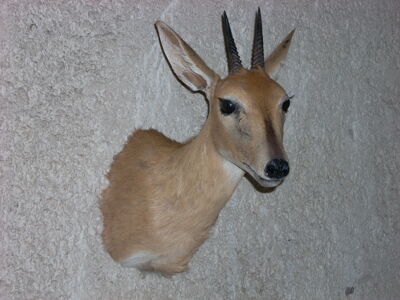 Chocholatka schovávaná  Sylvicapra grimmia