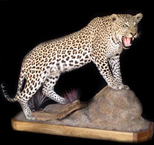 Leopard škvrnitý Panthera pardus