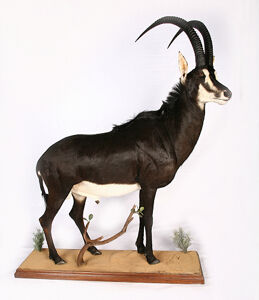 Antilopa vraná Hippotragus niger