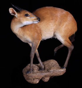 Antilopka trávna Raphicerus campestris