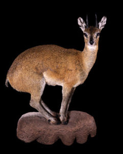 Antilopka oribi Ourebia ourebi