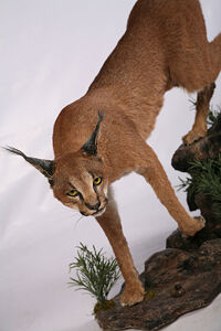 Rys červený, karakal Caracal caracal
