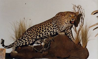 Leopard  škvrnitý Panthera pardus
