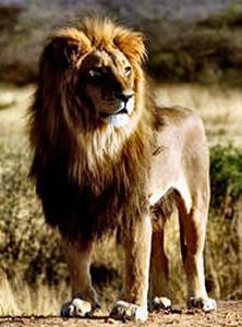 Lev púšťový Panthera leo