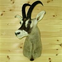 Antilopa konská Hippotragus equinus