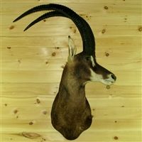 Antilopa vraná Hippotragus niger
