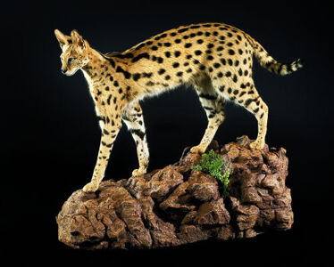 Serval stepný Leptailurus serval