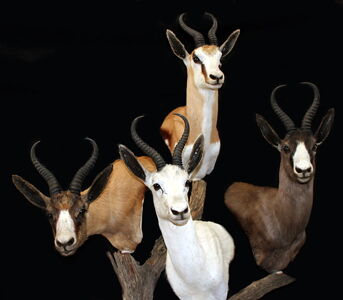 Antilopa skákavá Antidorcas marsupialis