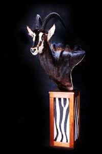 Antilopa vraná Hippotragus niger